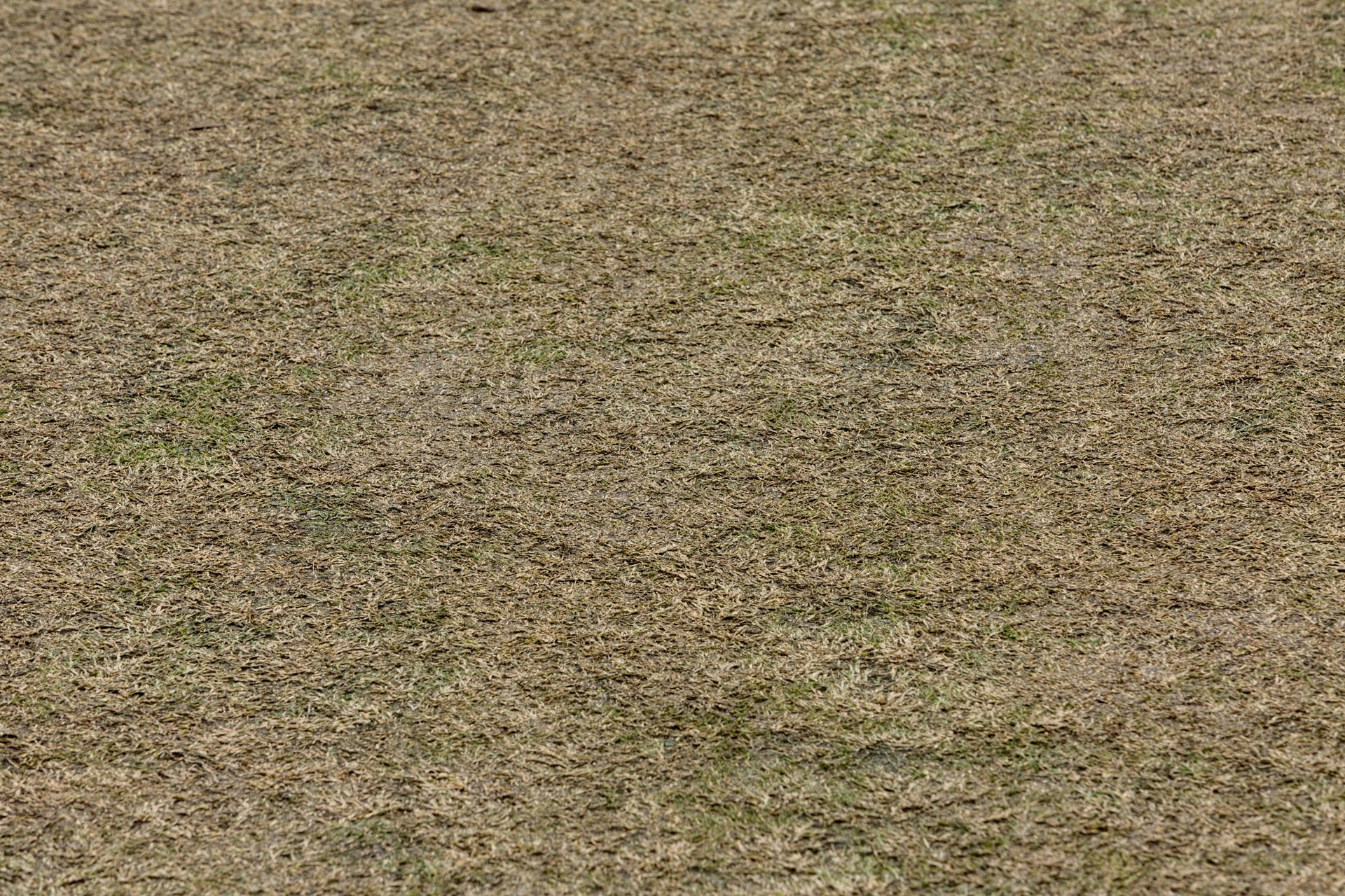 Close Up Of Turf Cricket Pitch